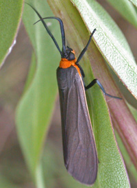 Yellow-collared Scape Moth Yellow-collared Scape Moth